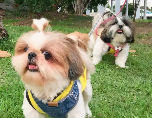 家里养公狗好还是母的好养