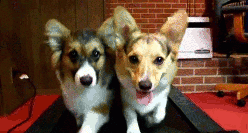 家里养公狗好还是母的好养