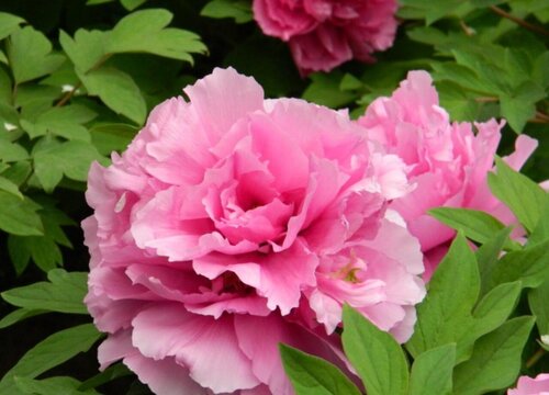 如何种植盆栽芍药技巧