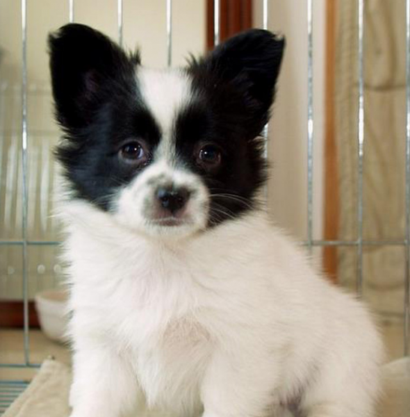 十大家养宠物犬排行榜