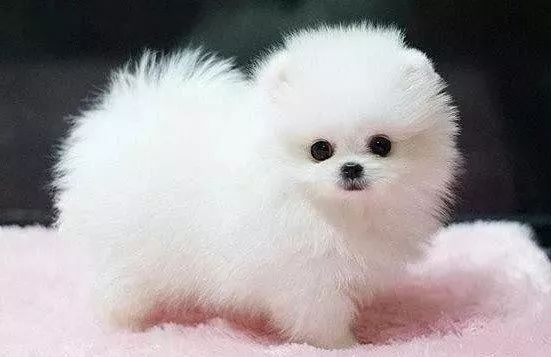 十大家养宠物犬排行榜