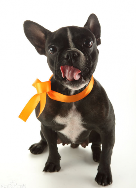 十大家养宠物犬排行榜