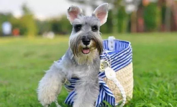 十大家养宠物犬排行榜