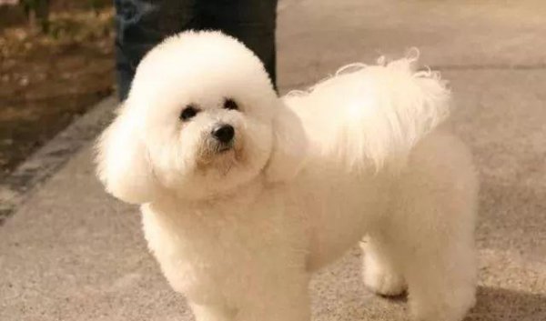 十大家养宠物犬排行榜