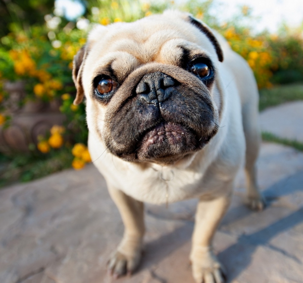 十大家养宠物犬排行榜