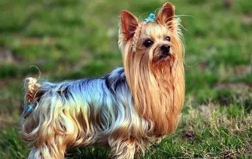 十大家养宠物犬排行榜