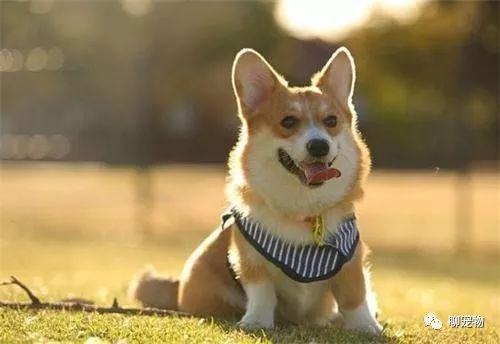 十大家养宠物犬排行榜