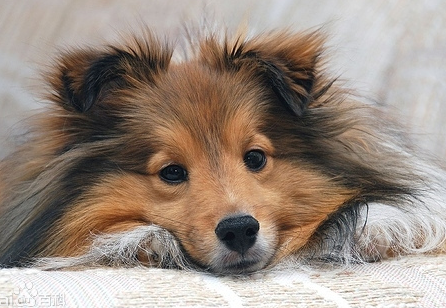 十大家养宠物犬排行榜