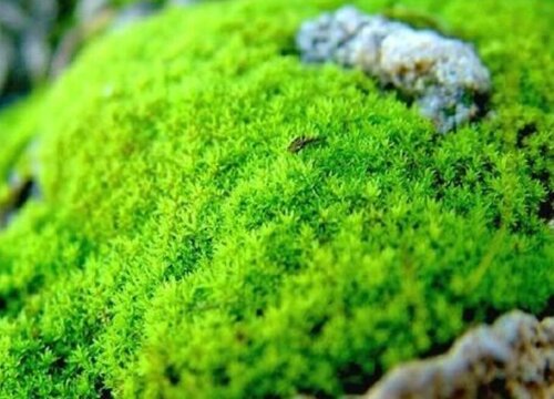 青苔怎么养兰花根粗芽壮易复花