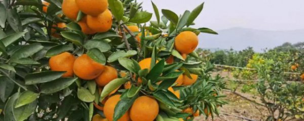 柑橘冬天怎么种植