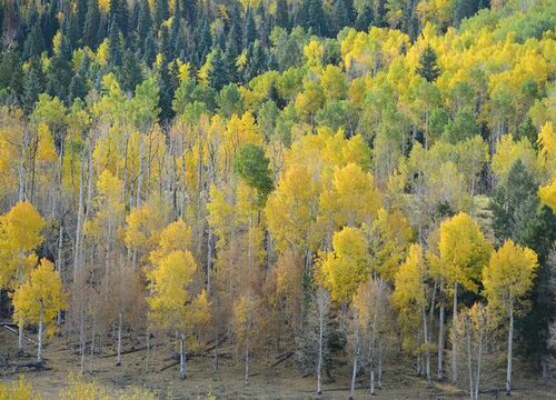 杨树的品质和精神