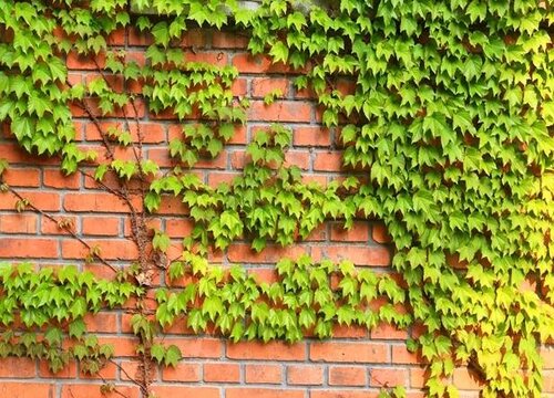 爬山虎种植时间和方法