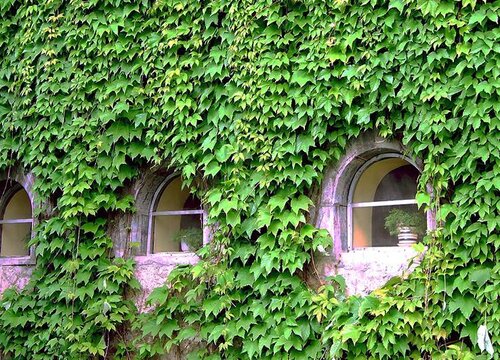 爬山虎种植时间和方法