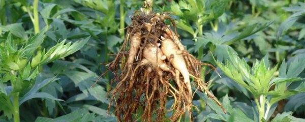 家里种植附子可以吗