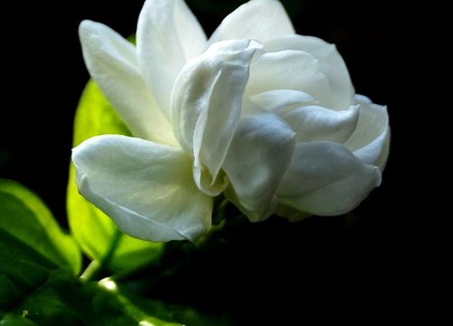 茉莉花只开一次或者是有花苞也不开是什么原因造成的