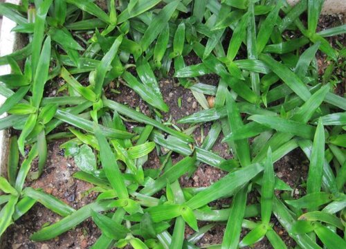 猫爪草是什么药材