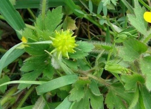 猫爪草是什么药材