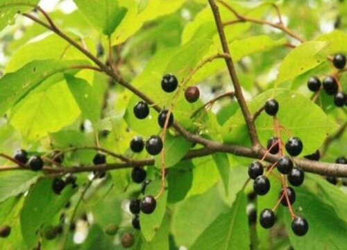 火琉璃是什么树