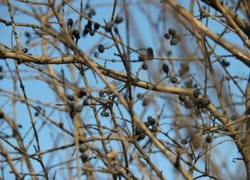 火琉璃是什么树