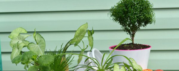 干燥客厅适合养哪些植物