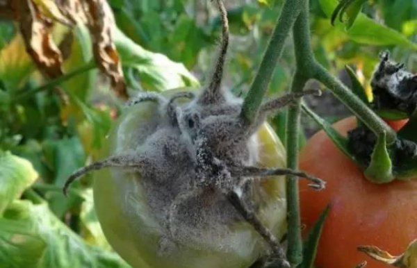 番茄灰霉病的发病规律与症状特点