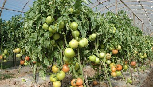 番茄灰霉病的发病规律与症状特点