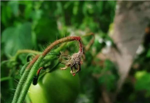 番茄灰霉病的发病规律与症状特点