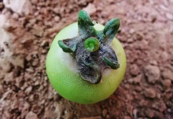 番茄灰霉病的发病规律与症状特点