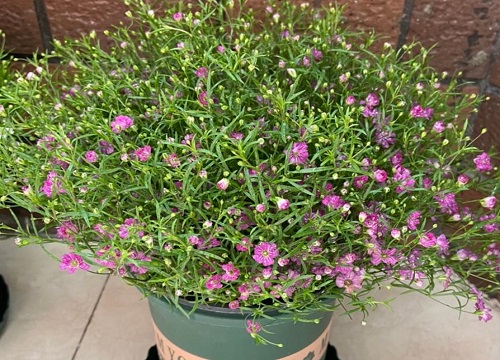 有什么花的花语是祝福