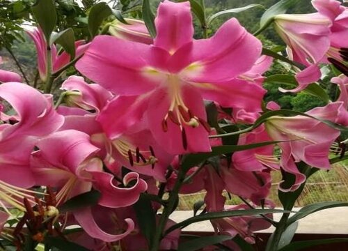 有什么花的花语是祝福