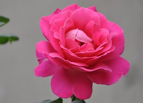 有什么花的花语是祝福