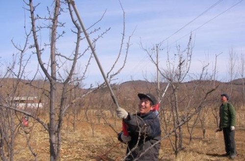 冬季李子如何修剪技巧