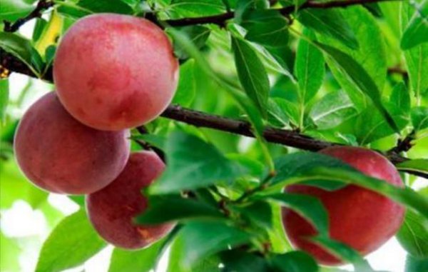 冬季李子如何修剪技巧