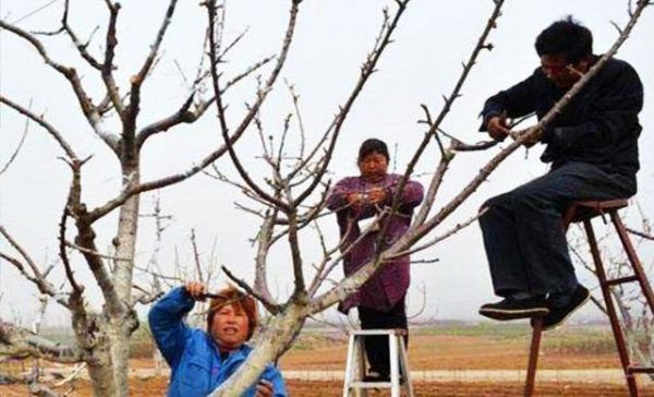 冬季李子如何修剪技巧