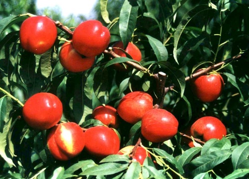 中油4号油桃品种介绍及果子图样