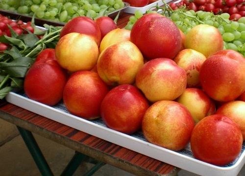 中油4号油桃品种介绍及果子图样