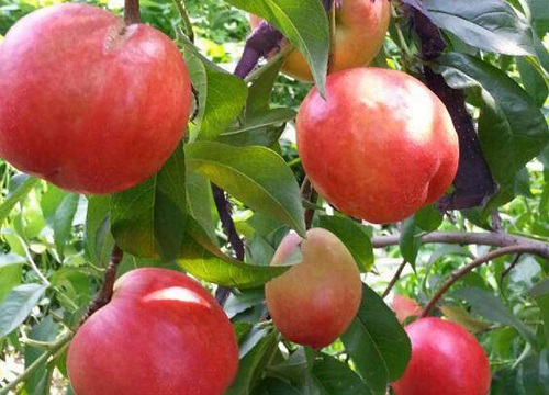 中油4号油桃品种介绍及果子图样