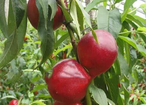 中油4号油桃品种介绍及果子图样