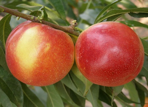 中油4号油桃品种介绍及果子图样