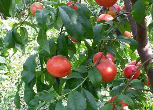 中油4号油桃品种介绍及果子图样