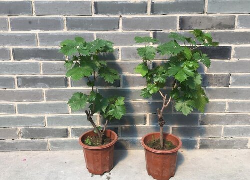 盆栽葡萄怎么换土