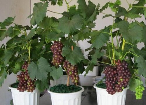 盆栽葡萄怎么换土