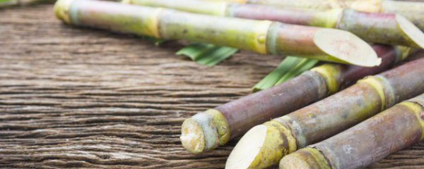 甘蔗在家怎么种植