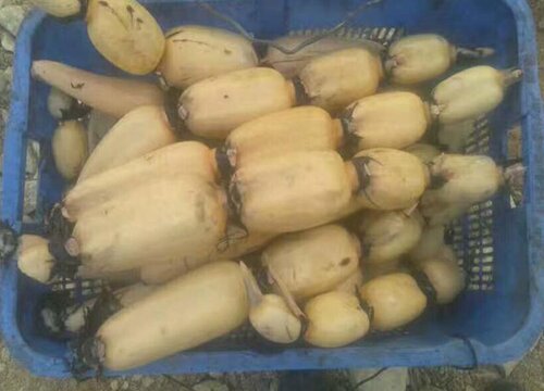 莲藕打什么药好