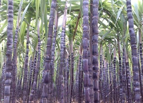 北方甘蔗几月份种植最好