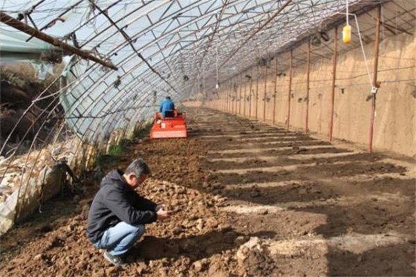 为什么种菜前要翻晒土