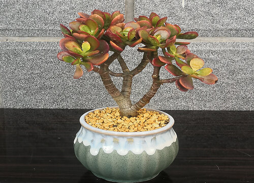 怎样才能养一盆健康好看的玉树