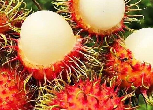 红毛丹长在树上还是地上