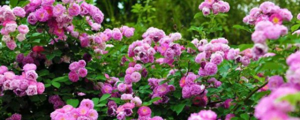蔷薇的种植方法和注意事项