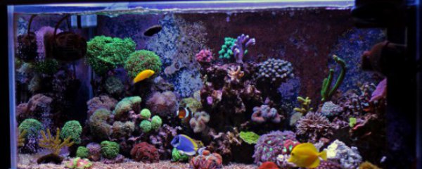 客厅放什么装饰品旺财